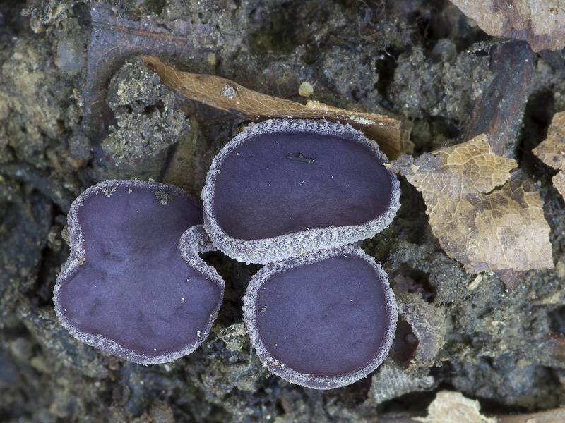 Peziza gerardii